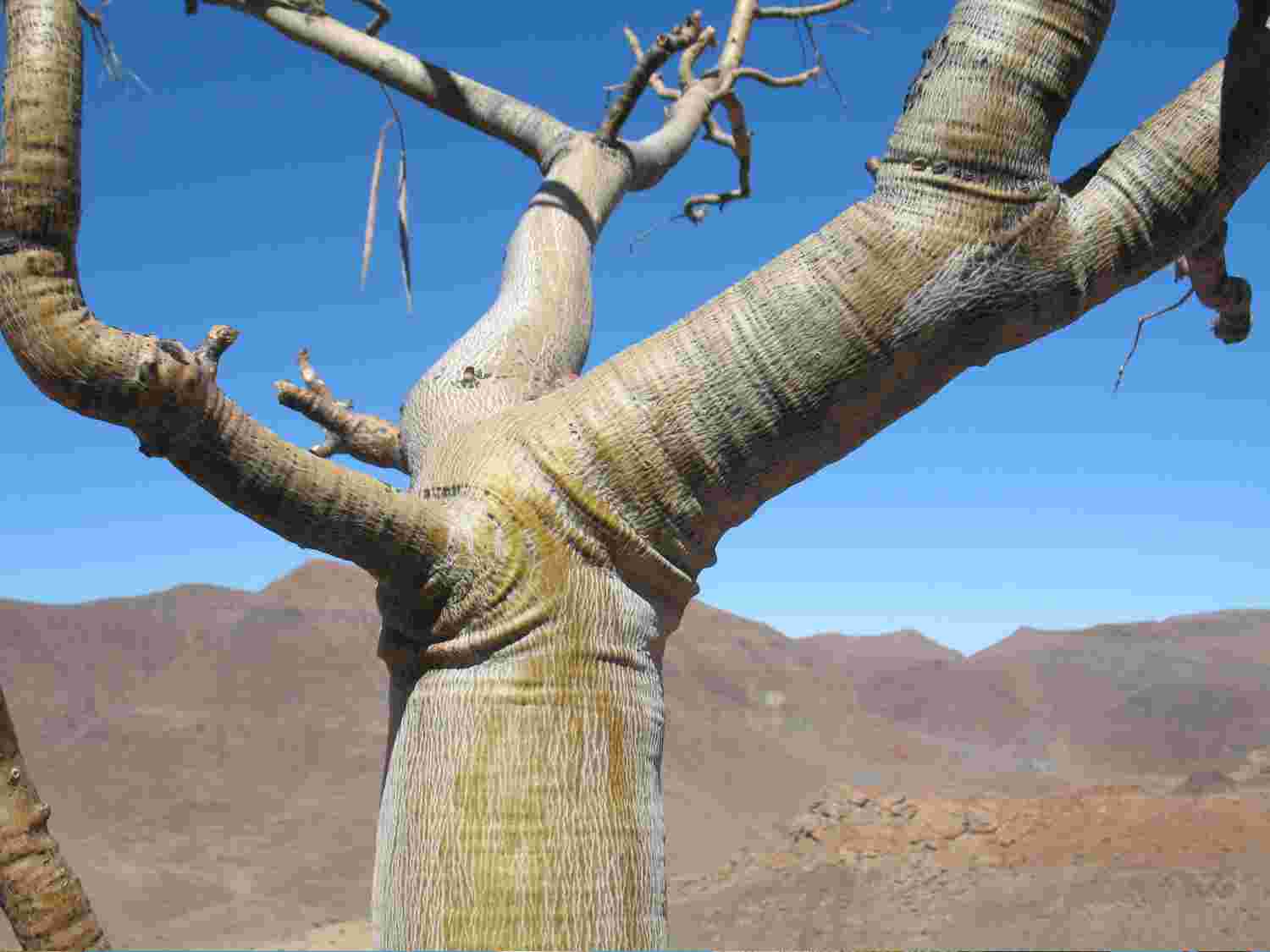Moringa folds
